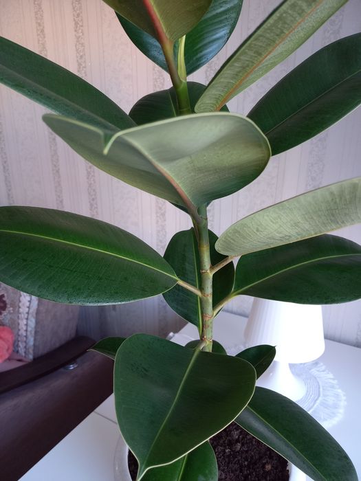 Фикус каучконосный