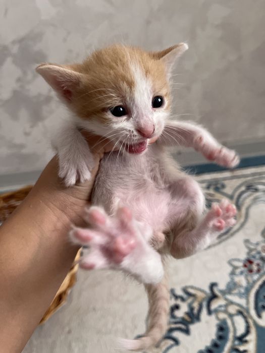 Котята домашние