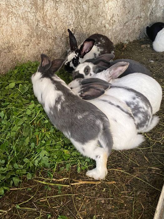 Vand iepuri rasa metis  fluture 100 lei