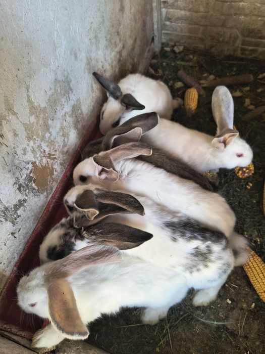 Iepuri de 7 saptamini foarte frumoși