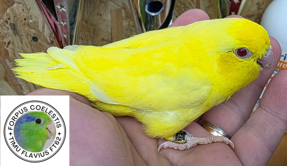 Forpus coelestis