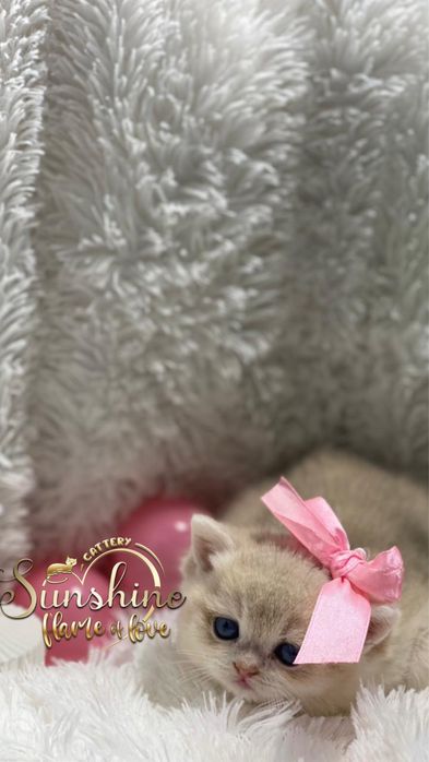 Карапузики малюськи шиншиллы