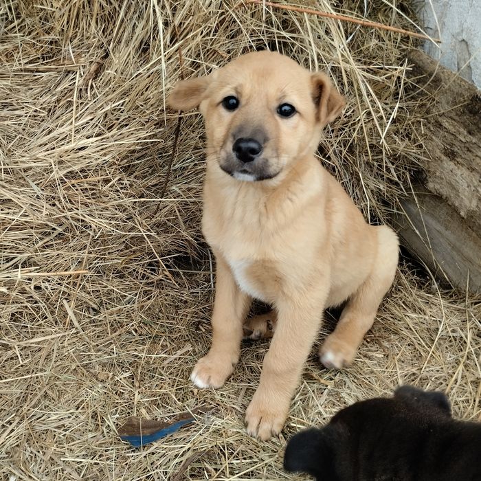 Отдам в добрые руки