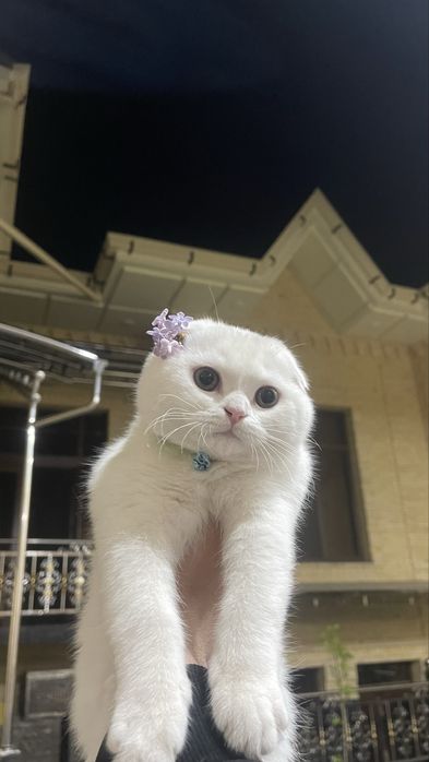 Кот Британский