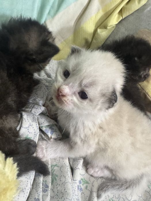 Котята сфинкс + сиамские
