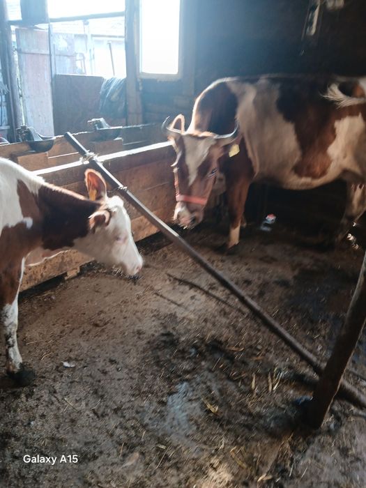 Vacă de vânzare bălțată  românească