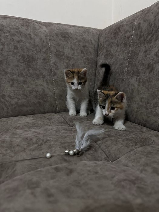 Котята Отдам за даром 2 месяца