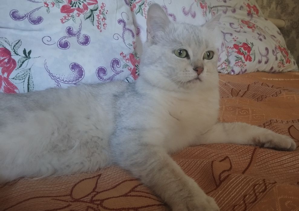 Вязка шиншилла серебро