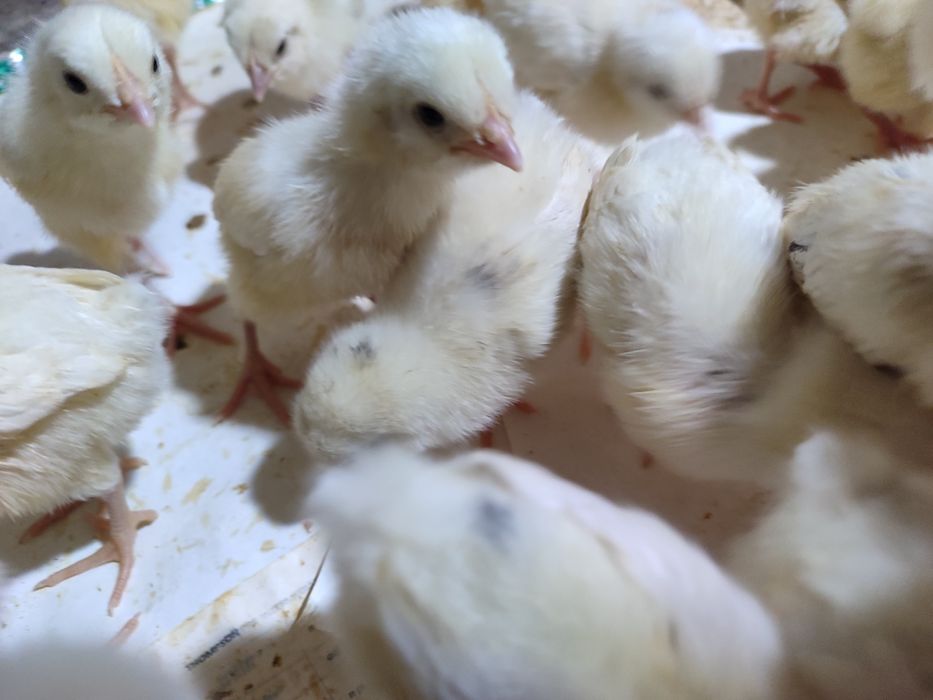 Ок рус товук минорка жужалари бор