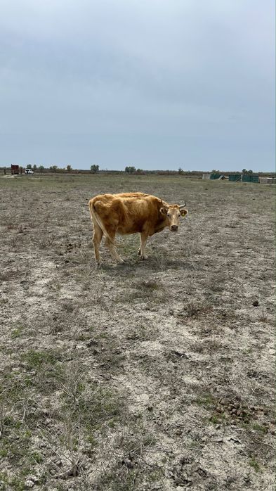 Коровы дойные с телятами