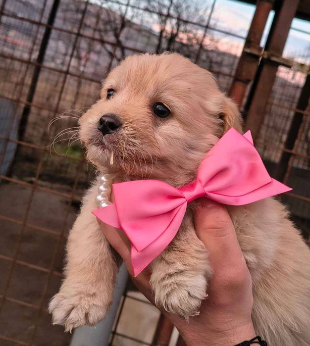 Femelă albă și mascul crem bichon