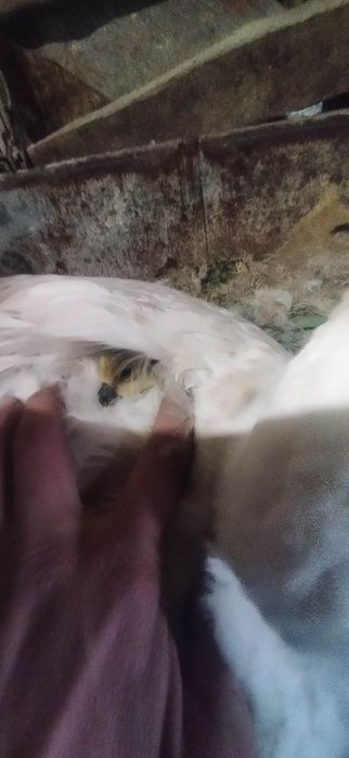 Продам. Домашних. Апрель. Выводок.