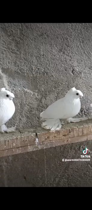 Например iphonehf