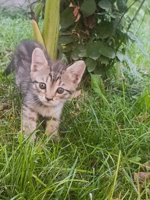 Котятя 1.5 месяца