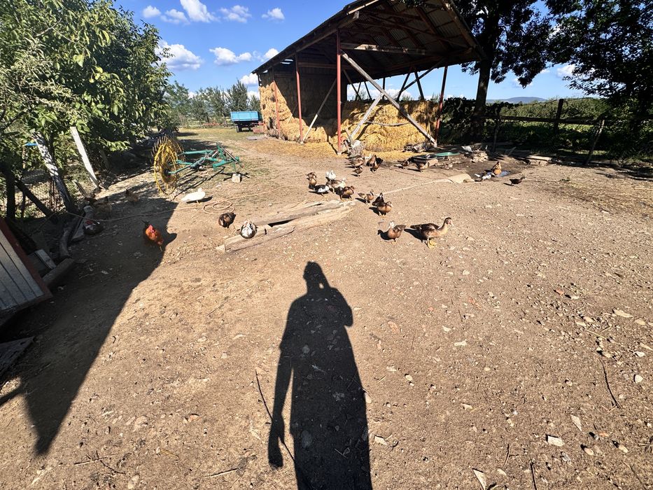 Vând rețe: 70 lei rățoi, 50 lei rață