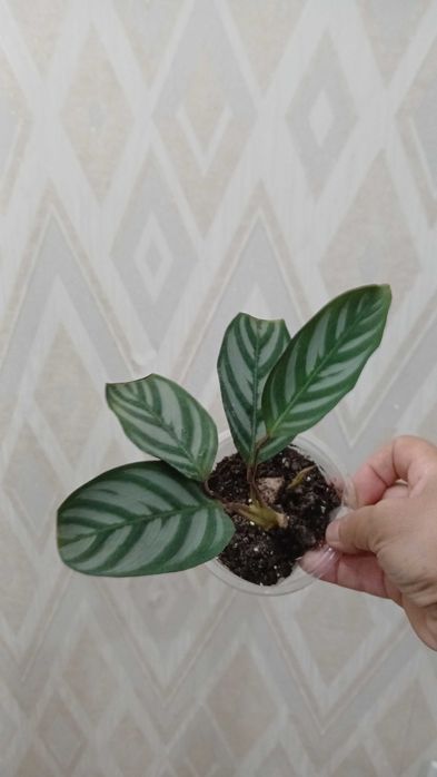 Комнатные цветы домашние