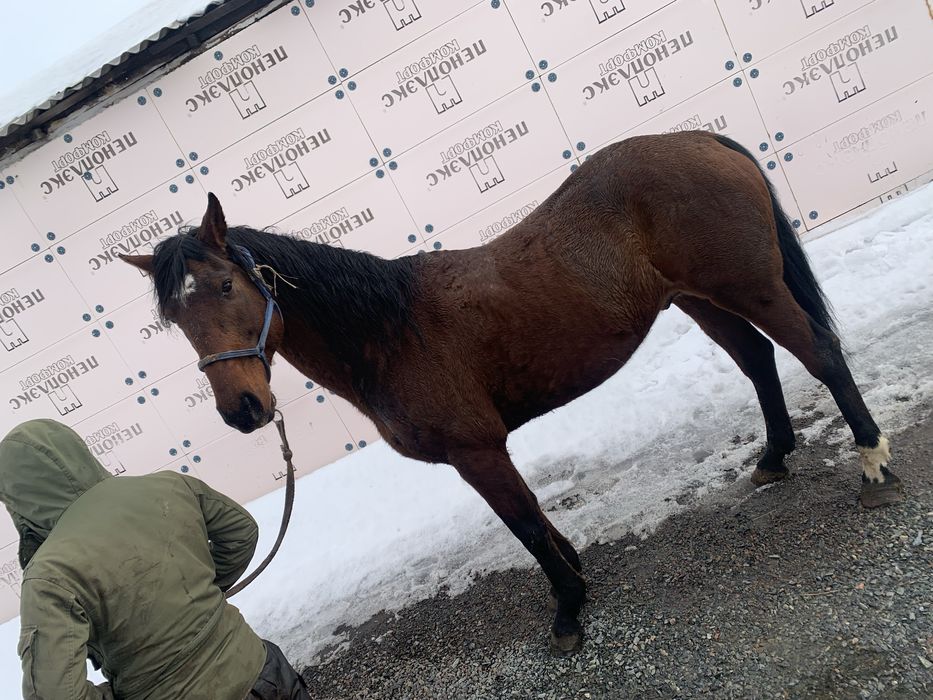 Продам Жеребеца 10 лет