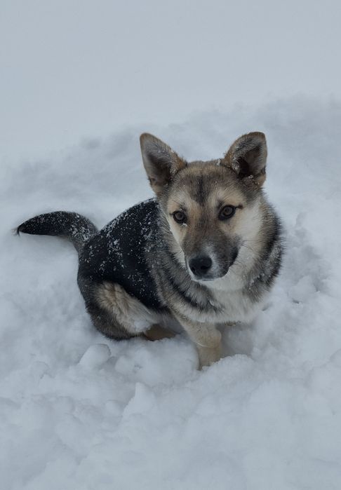 Эксклюзивный пес