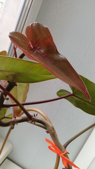 Филодендрон Красноватый