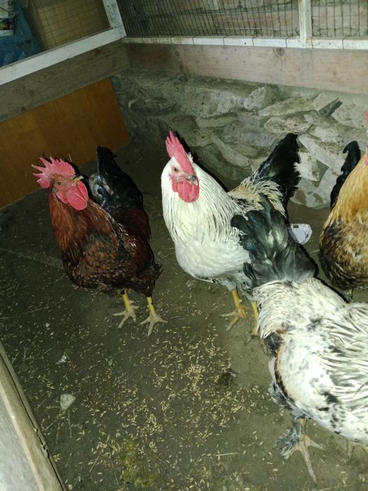 Продам молодой петух