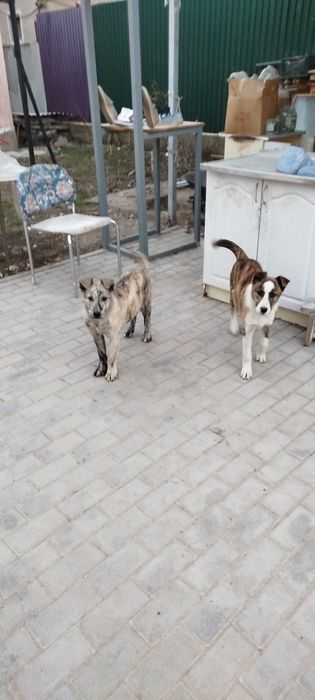 Хорошие щенеи в добрые руки