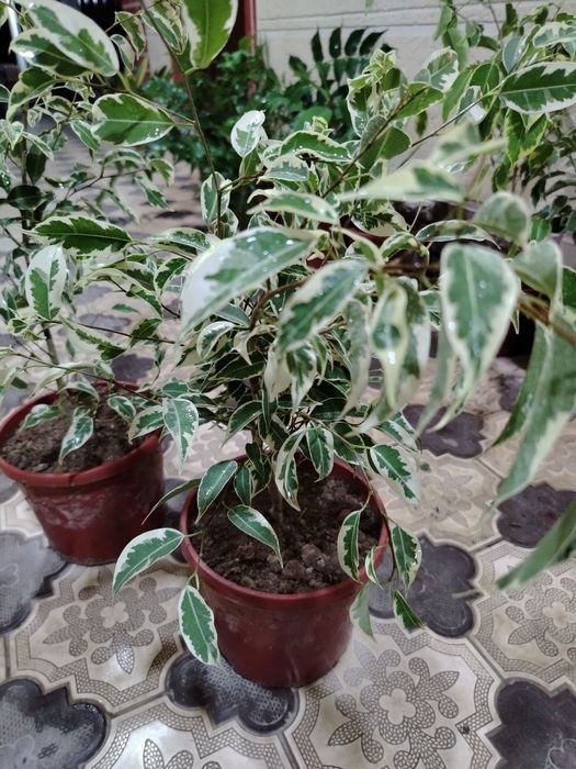 Комнатные цветы, растение, Гуллар, гул, Gul, Honaki gullar