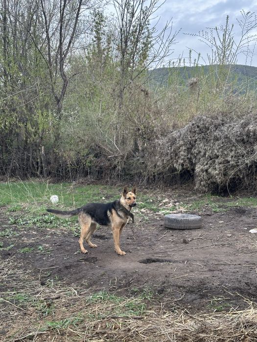 Овчарка немецкая