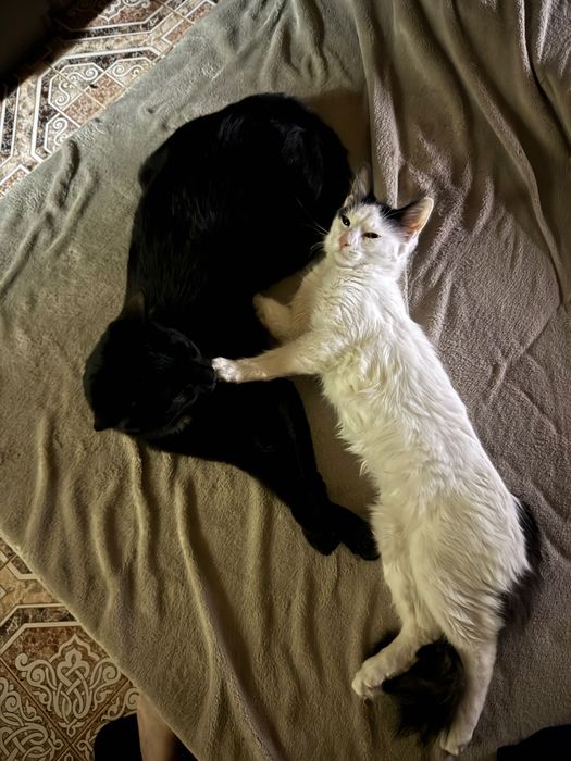 Подарявам мъжко коте