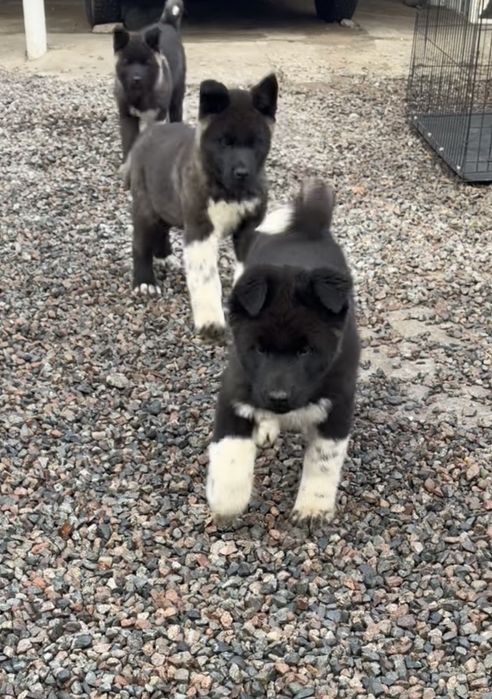 Щенки Американской Акиты