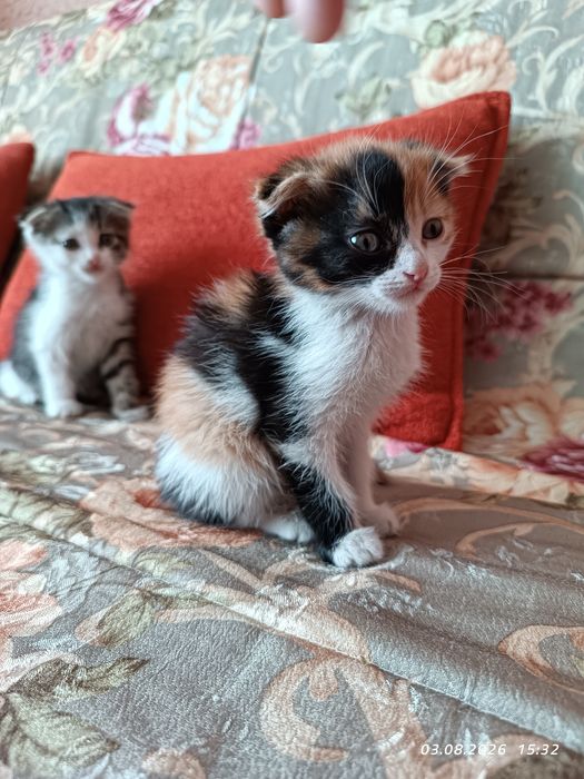 Отдам котят в добрые руки