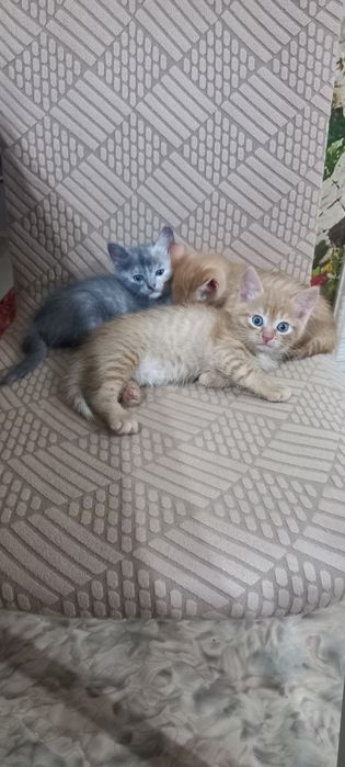 Котята в добрые, заботливые руки