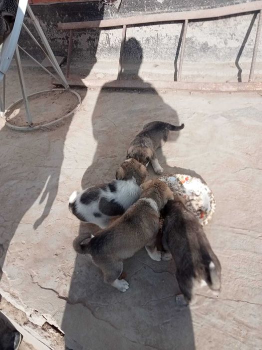 Щенки бесплатно в добрые руки