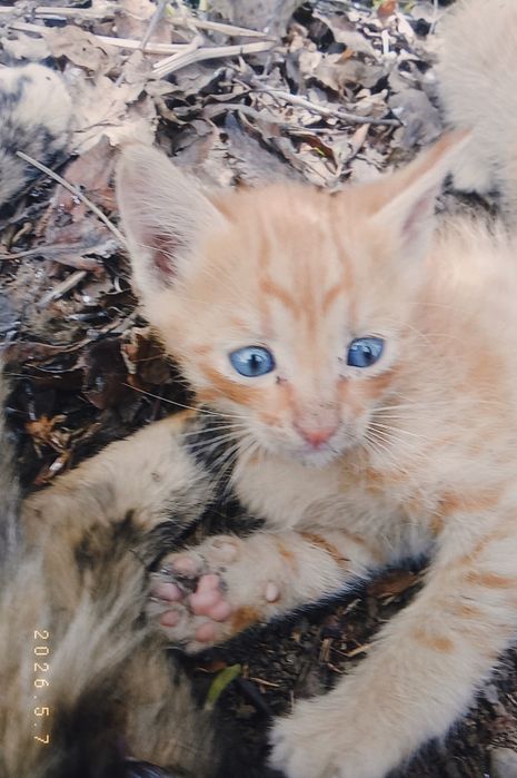 Отдам двое котят