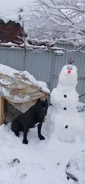 Зоогостиница,  передержка животных.