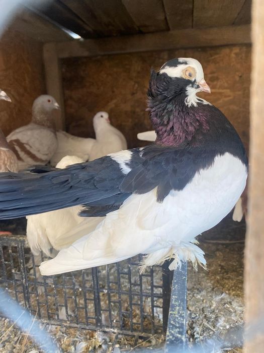 Vand 3 porumbei rolleri