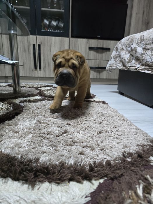 Vând pui pui de shar pei