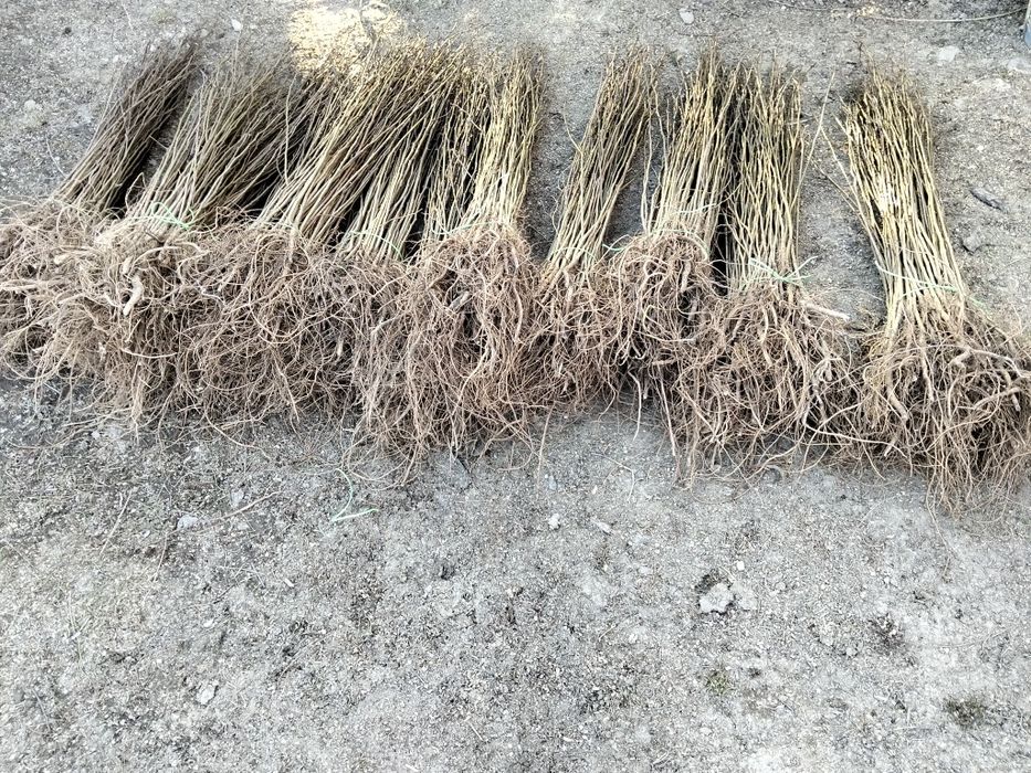 Avem oferta la puieți tratați salcâm mesteacăn fag pin brad molid pin