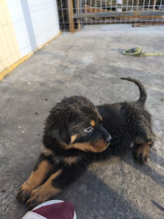 Ротвайлер - бебета