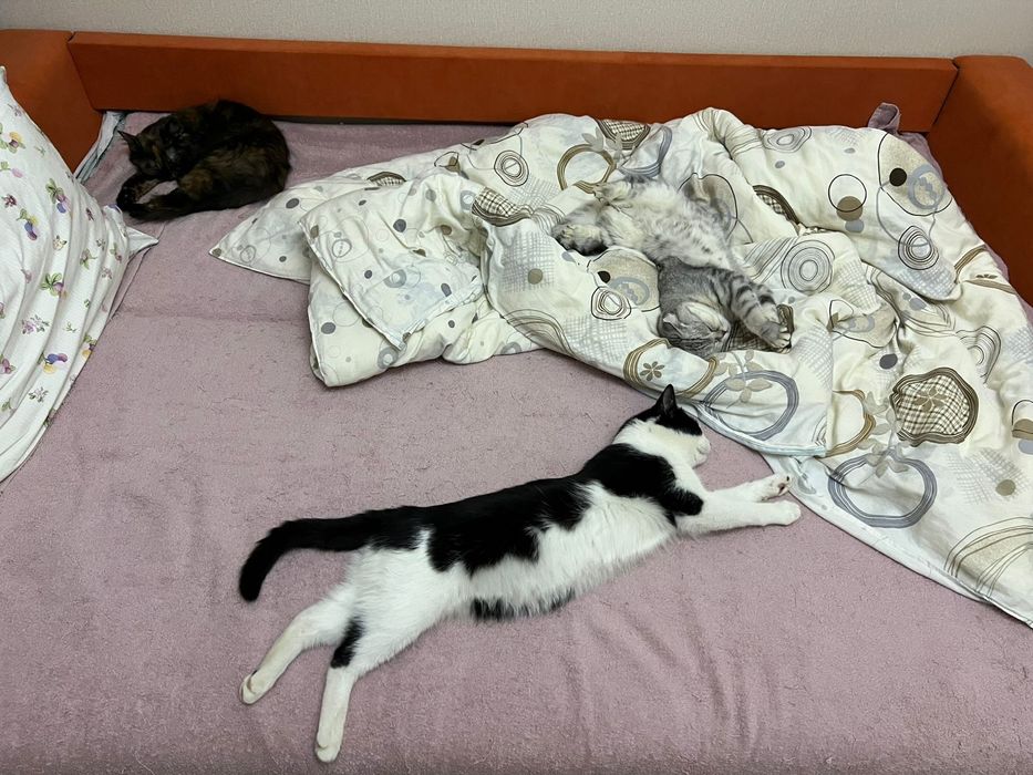 Домашний кот Томас