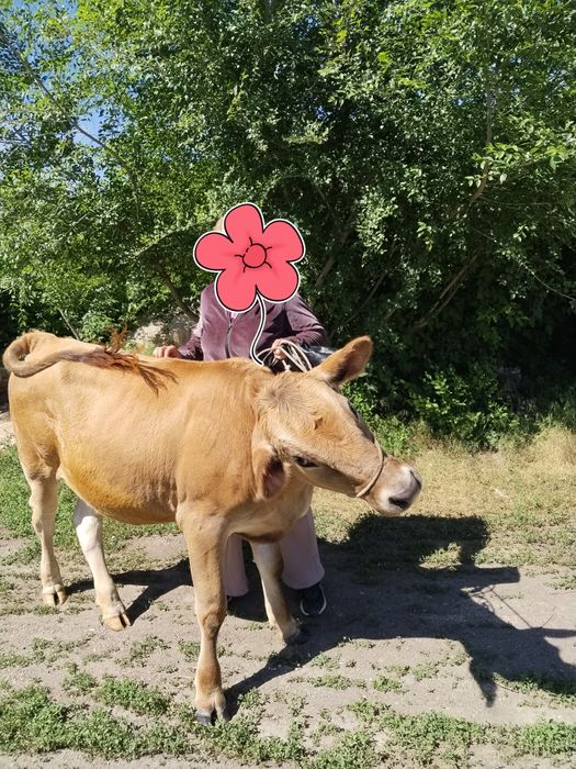 Продам телку.  1 год.2 мес