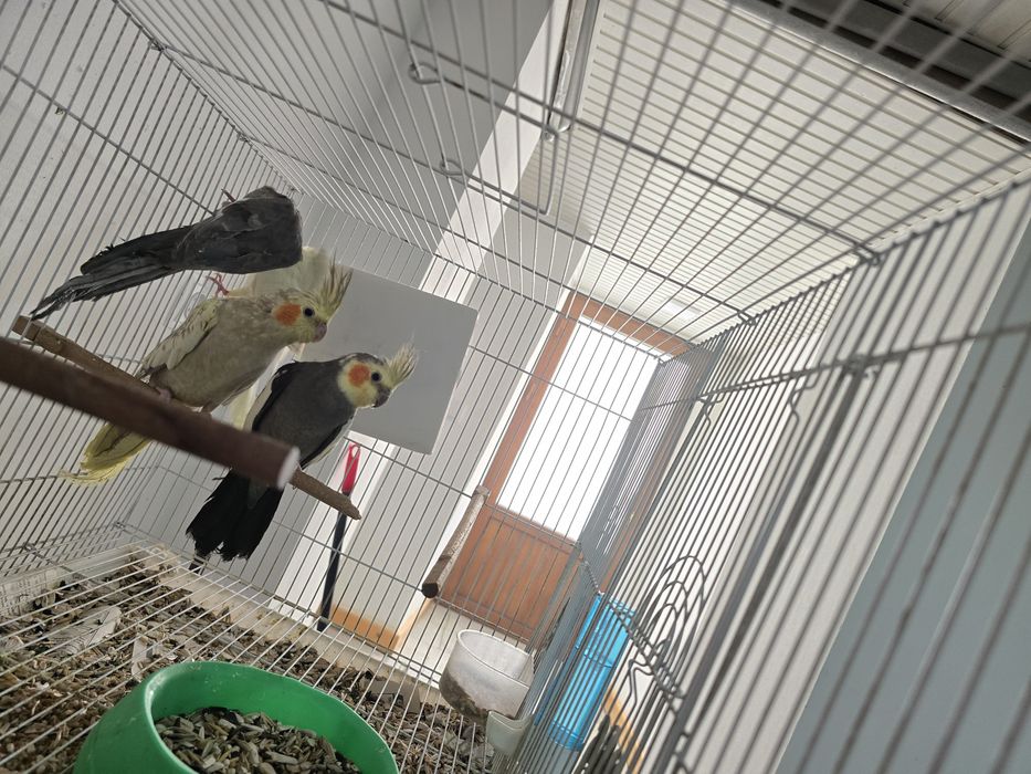 Продаётся кареллы с клеткой