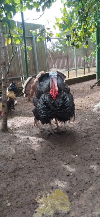 Vând curcanii tineri româneşti pentru prăsilă