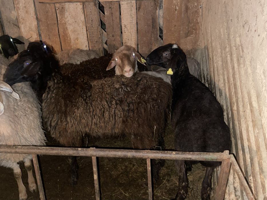 Семіз тоқтылар сатылады бараны