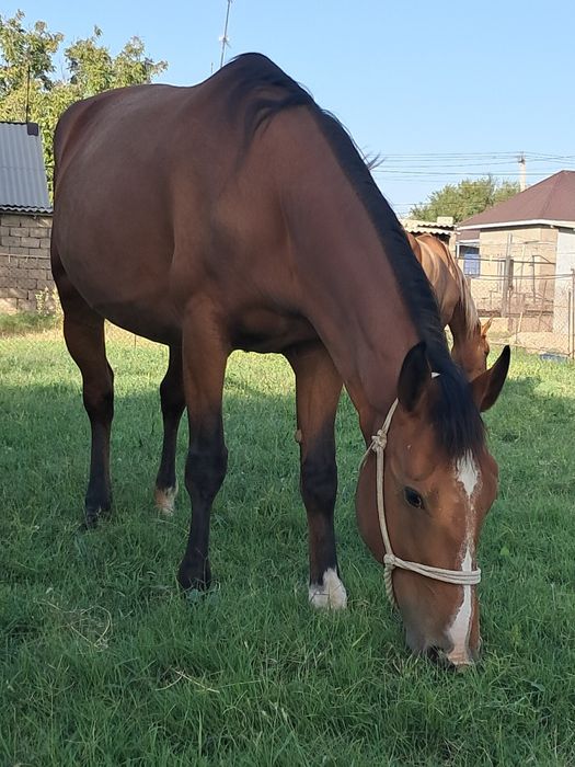 буаз бие сатылады