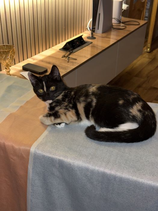 Отдам котенка в добрые руки