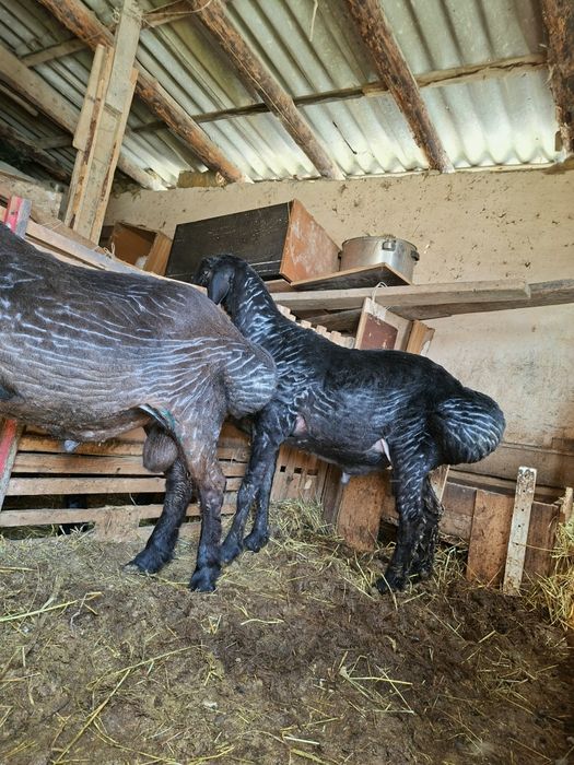 Бараны продам здоровые