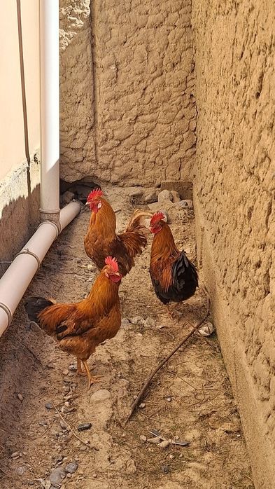 Қораздар сатылады