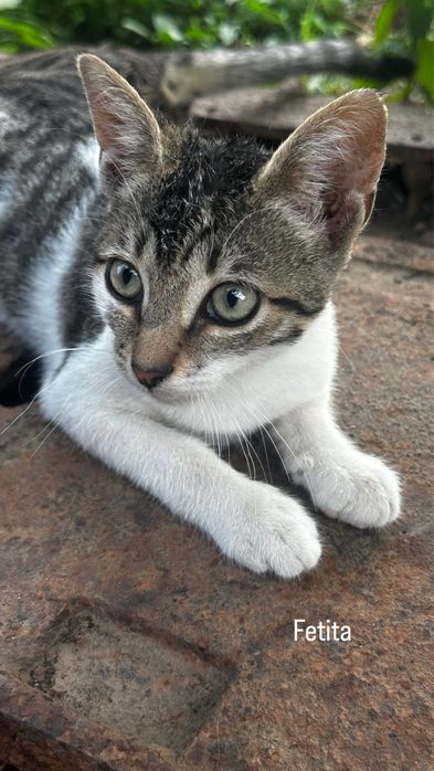 Pisici pentru adoptie