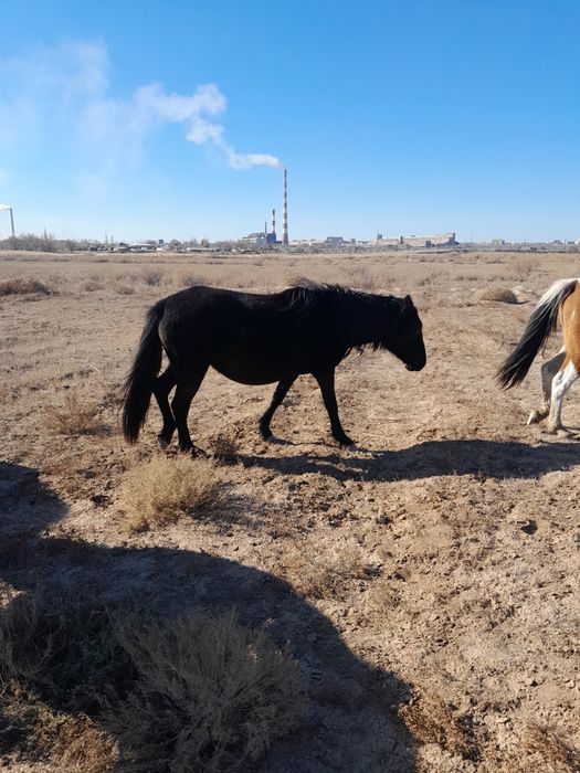 Екі ту бие сатылады