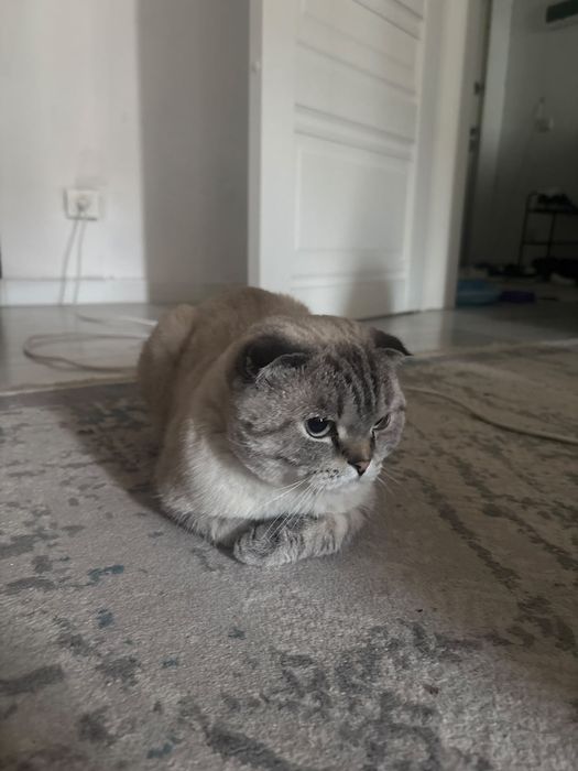 Шотландскый вислоухый кот